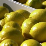 Limones: cómo es el mercado en el que la Argentina es líder mundial